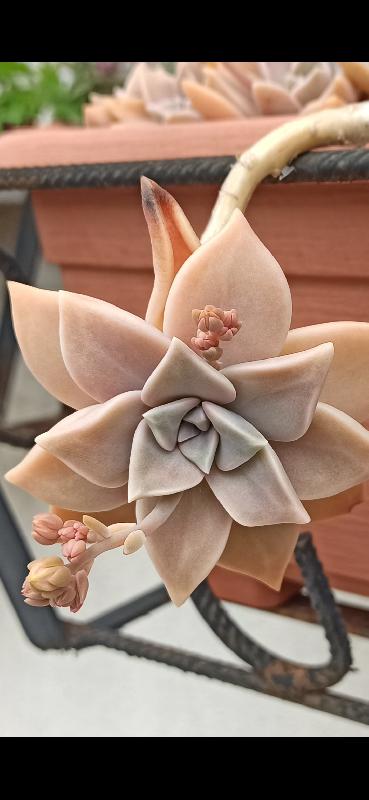 Echeveria graptopelatum p.jpg